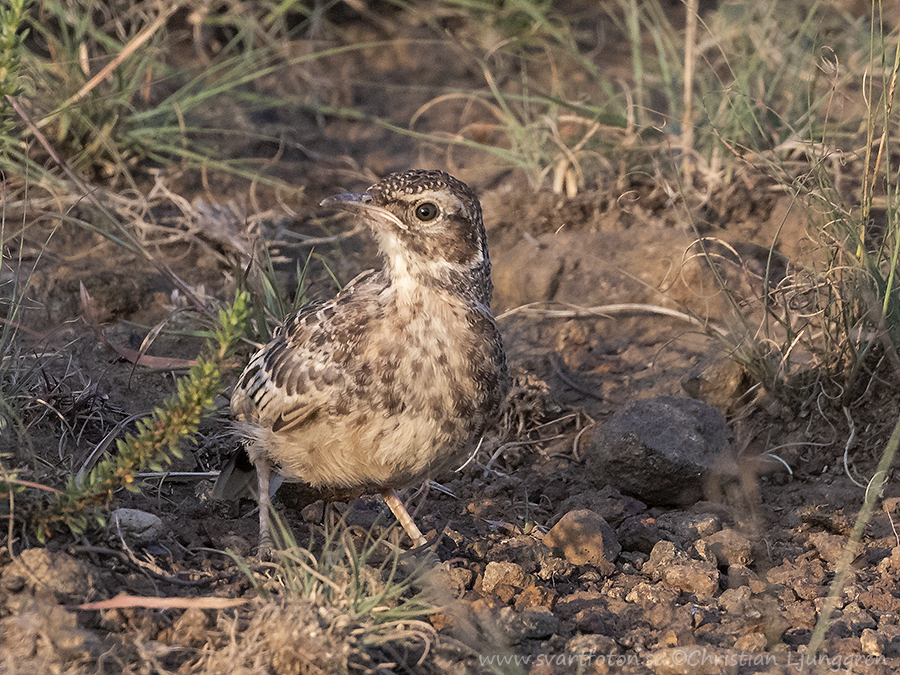 Spikeheeled lark Chersomanes albofasciata Sporrlärka Svartfoton